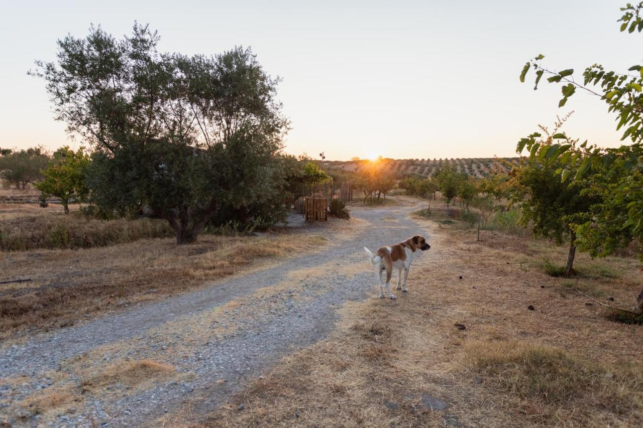 מורה Monte Da Estrela - Country House & Spa מראה חיצוני תמונה